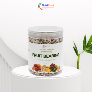 Fruit Bearing – Larger, Juicy Fruits