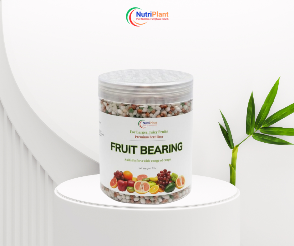 Fruit Bearing – Larger, Juicy Fruits